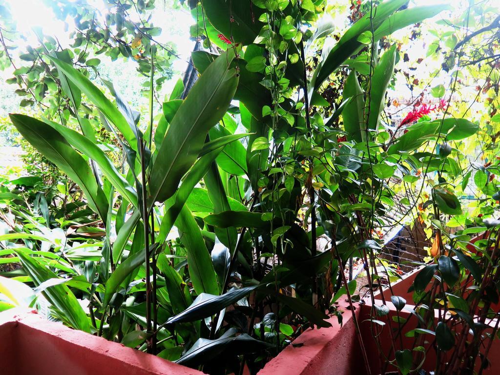 Para Ti Guesthouse Rio de Janeiro Extérieur photo