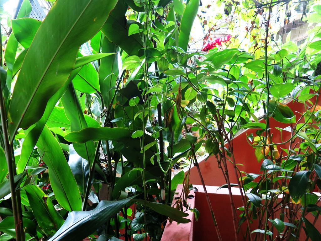 Para Ti Guesthouse Rio de Janeiro Extérieur photo